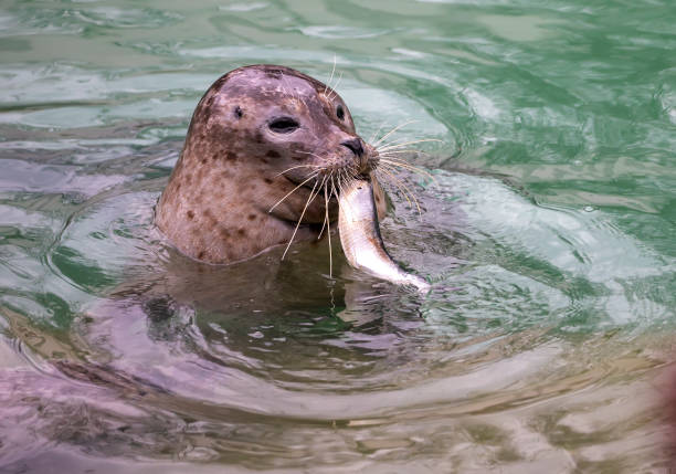 Feeding seal with fish in zoo