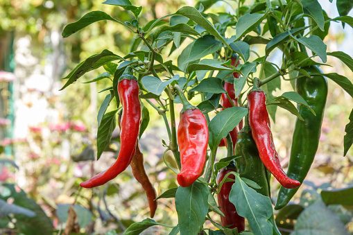 Red ripe chili peppers on the garden bed with blurred natural background. Homegrown organic food, capsicum or paprika peppers ripening in the garden.