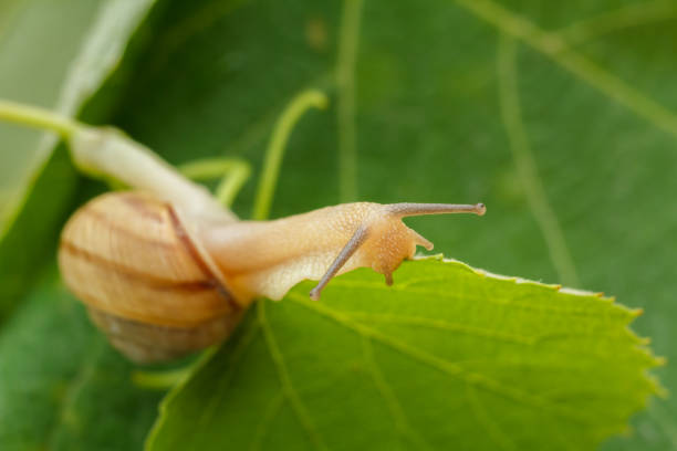 istock Close-up view of snail on green leaf. 1369889925