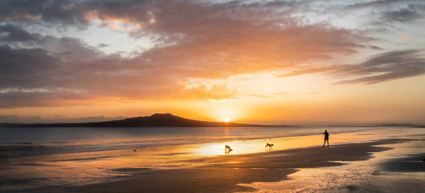 menschen und hunde spielen am milford beach bei sonnenaufgang, rangitoto island in der ferne, auckland. - sonnenaufgang fotos stock-fotos und bilder
