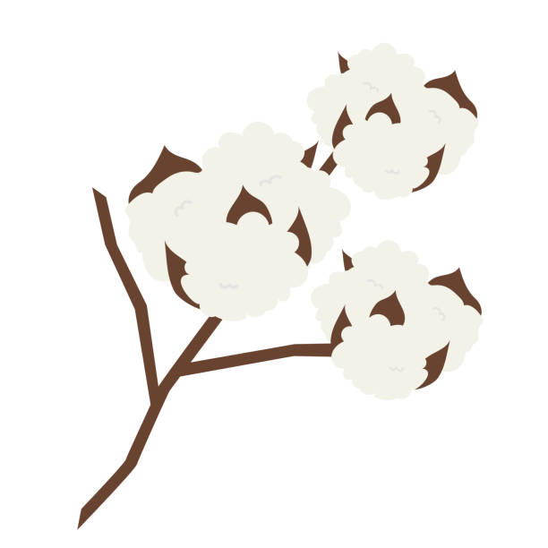 Cotton Ball White Background Illustrations, Royalty-Free Vector ...