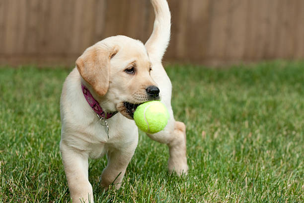 istock Yellow Lab Puppy Playing with a Tennis Ball 136989413