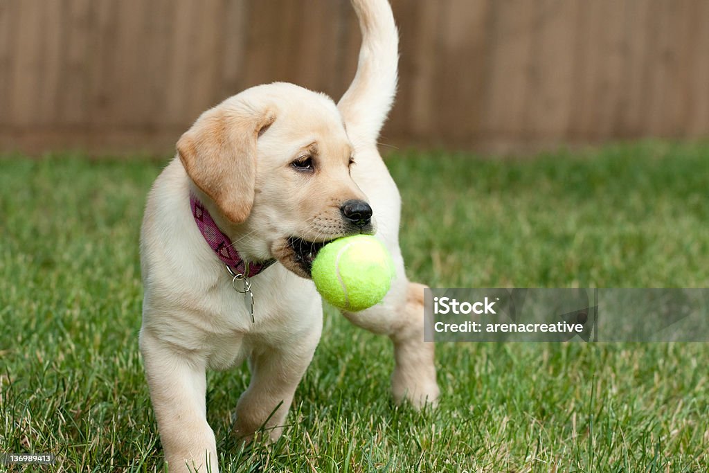 Yellow Lab Puppy Playing with a Tennis Ball Close up of a cute yellow labrador puppy playing with a green tennis ball in the grass outdoors. Puppy Stock Photo