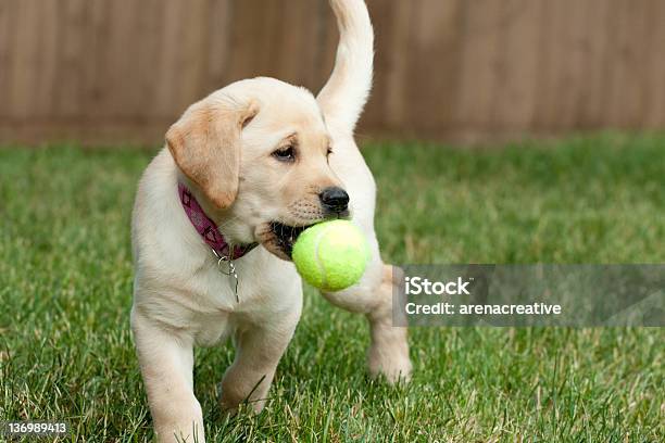 Yellow Lab Puppy Playing With A Tennis Ball Stock Photo - Download Image Now - Puppy, Yellow Labrador Retriever, Animal