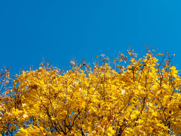 黄金の秋。青空に対して明るい黄色の葉を持つカエデの枝。コロメンスコエ博物館-保護区、モスクワ、ロシア - kolomenskoye ストックフォトと画像