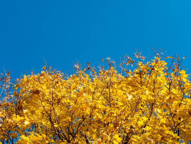 Free Stock Photo of Branch With Yellow Leaves Against Blue Sky ...