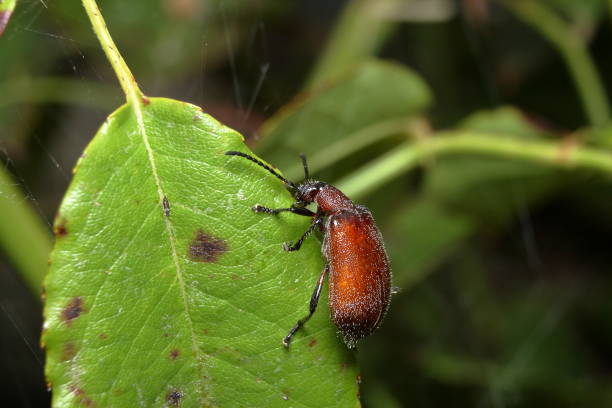 Honeybrown Beetle (Ecnolagria grandis) stock photo
