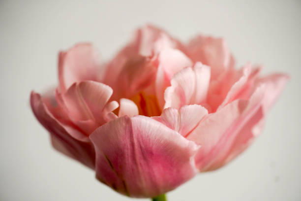 istock macro photo a flower 1369894292
