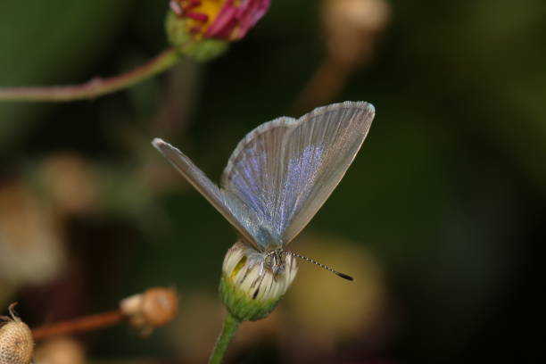 Butterfly - Blue Grass (Zizina labradus) stock photo