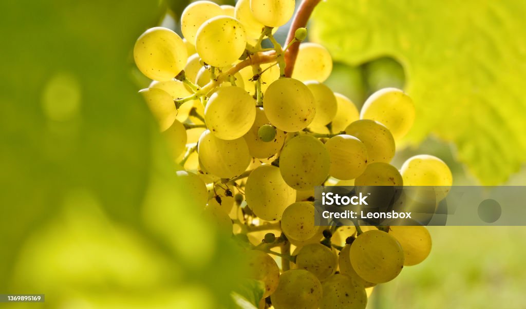 Close-up in vineyard Ripe juicy white grapes Austria Stock Photo