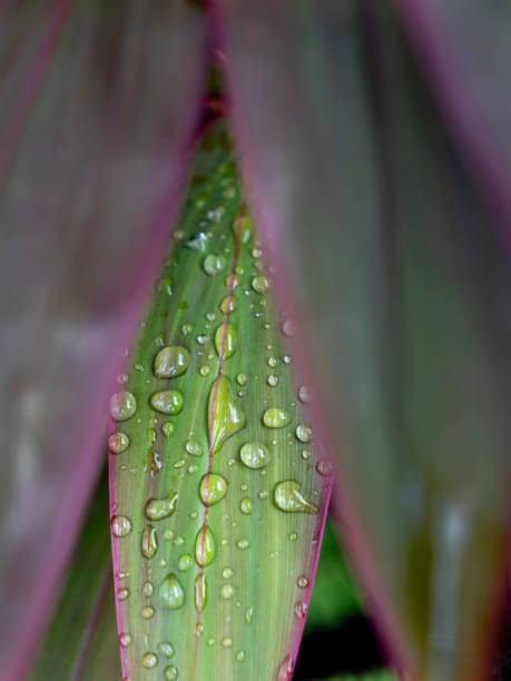 The Rain Drops on The Dracaena Palm Leaf ,Blurred Front Leaves