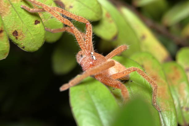 Spider - Badge Huntsman, Neosparassus diana. stock photo