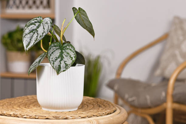 istock Small exotic 'Philodendron Brandtianum' houseplant with silver pattern 1369896424