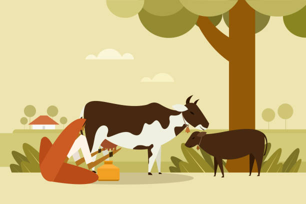 ilustraciones, imágenes clip art, dibujos animados e iconos de stock de ilustración de una mujer rural india ordeñando una vaca al aire libre - animal husbandry illustrations