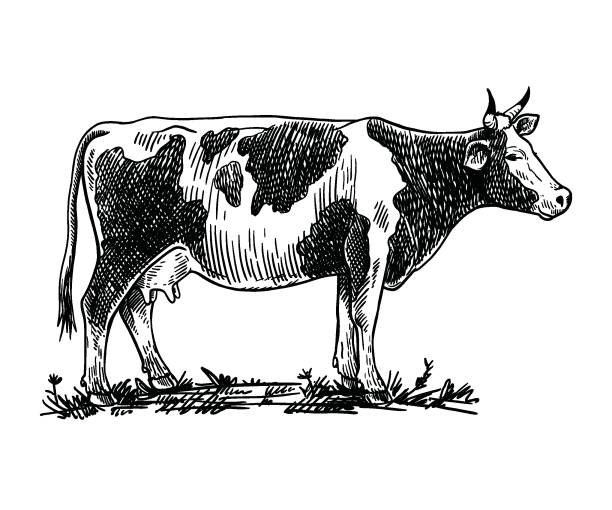59 Mating Cows Drawing Illustrations & Clip Art - iStock