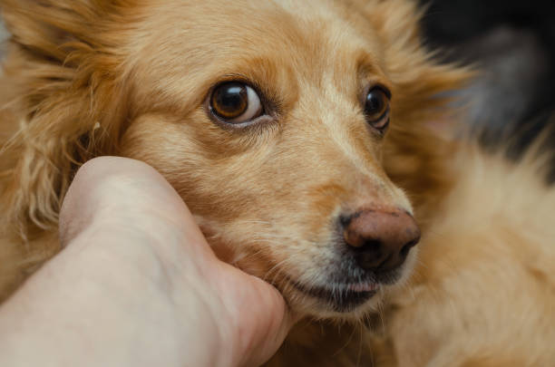 istock Portrait of a red mixed breed dog. 1369899910