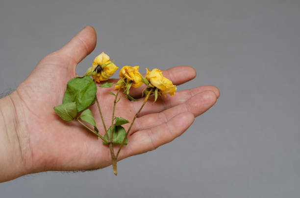 istock Three small yellow roses in a man's hand. 1369899919