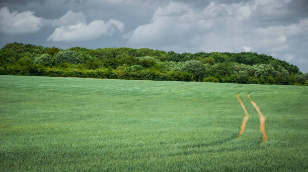 istock Tractor tracks in English field 1369900673