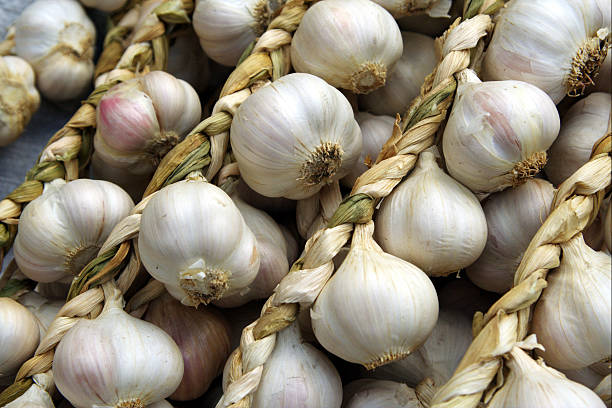 Garlic - woven bulbs stock photo