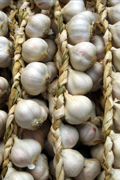 Garlic - woven bulbs stock photo