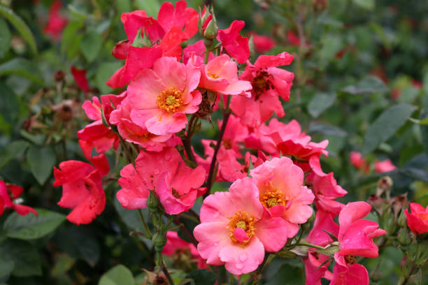istock red old fashioned roses in the garden 1369901810