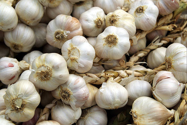 Harvested garlic stock photo