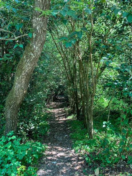 Shady path for walking, island of Corfu