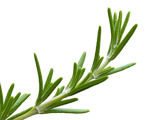 istock Rosemary herb plant 136990335