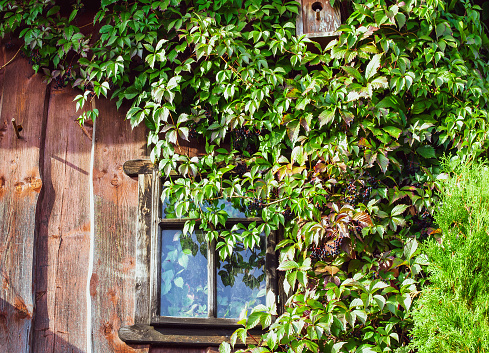 Old wooden window in abandoned house almost overgrown by climbing ivy. Rural wood window with growing creeper plants, birdhouse. Parthenocissus quinquefolia Engelmannii grow on retro wall close up