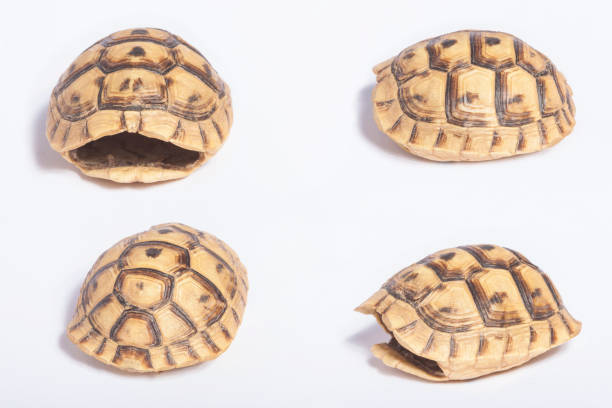 20,300+ Empty Turtle Shell Stock Photos, Pictures & Royalty-Free