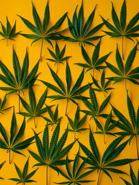istock Studio shot of marijuana leaves against a yellow background 1369908024