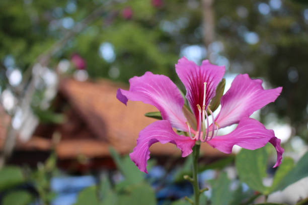 istock Close-up of a pink lily tree flower 1369908164