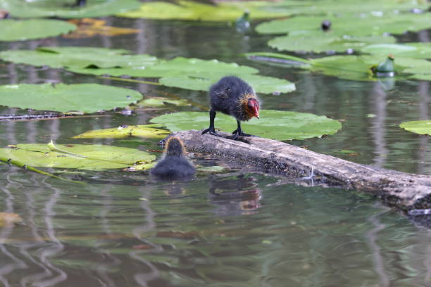 istock Eurasian Coot Chicks ( Fulica Atra ) in a Pond 1369908281