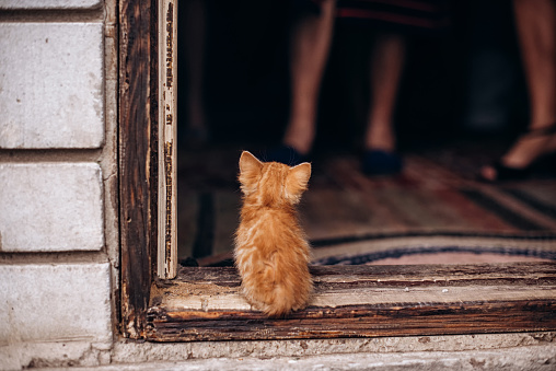 Homeless kitten asks for a house. view from the back. A red-haired homeless kitten is sitting on the street