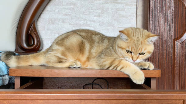 istock ginger striped cat playing on bedside table. Golden chinchilla cat. 1369908880