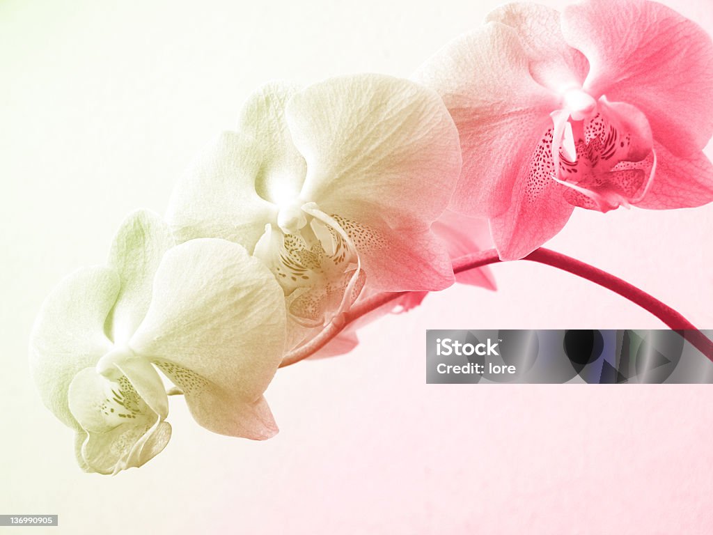 Orchidées Pastel - Photo de Blanc libre de droits