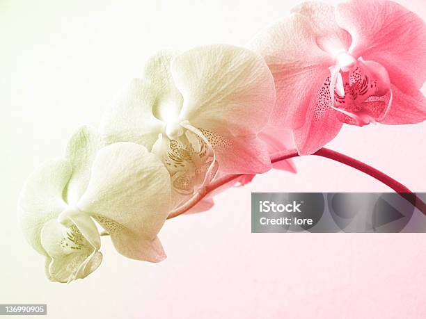 Photo libre de droit de Orchidées Pastel banque d'images et plus d'images libres de droit de Blanc - Blanc, Fleur - Flore, Flore