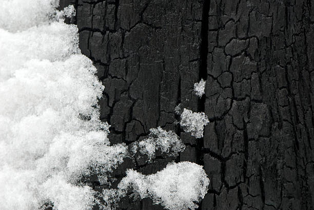 Preto de neve - foto de acervo