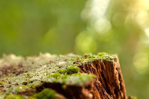 Old stump in the forest, on which ants crawl, a stump covered with moss, is located at an angle,. Can be used as a natural backdrop to showcase a product. Copy space. Shallow depth of field.