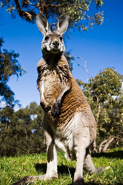 canguro - foto stock