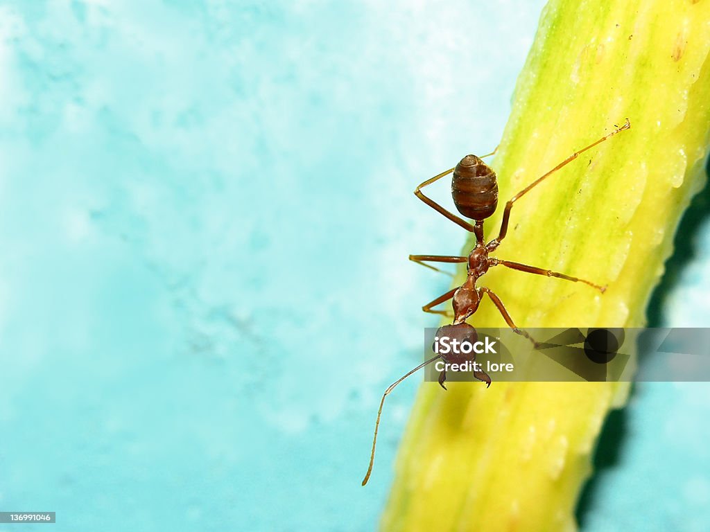 Ant - 로열티 프리 0명 스톡 사진