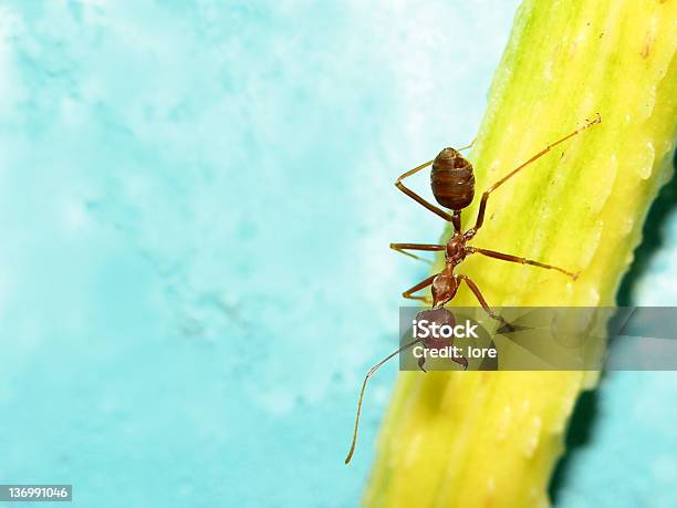 Ant 0명에 대한 스톡 사진 및 기타 이미지 - 0명, 개미, 개미 집