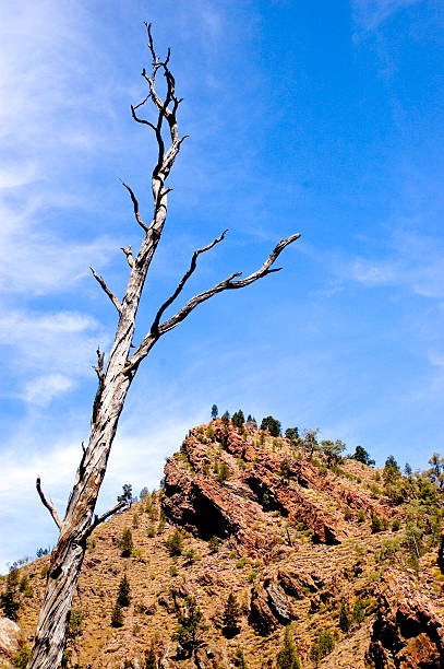 Albero di Flinders - foto stock