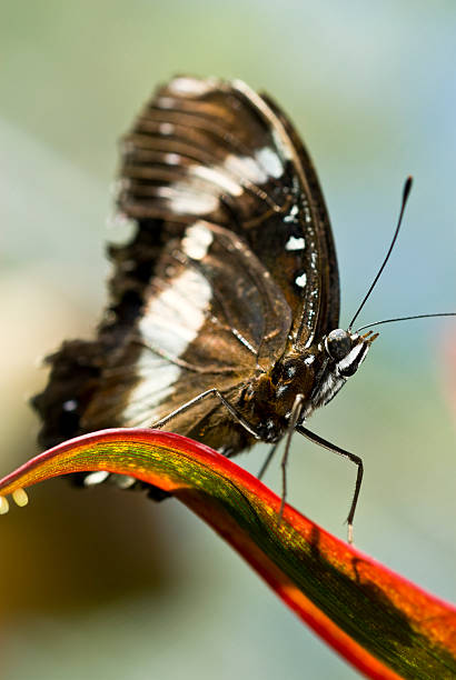 Papillon Macro - Photo