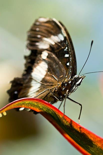 Macro di farfalla - foto stock