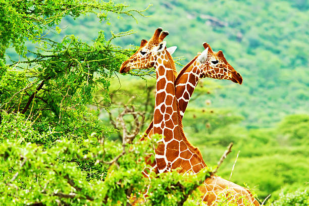 istock African giraffes family 136991101