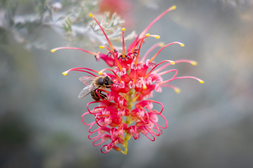 Grevillea