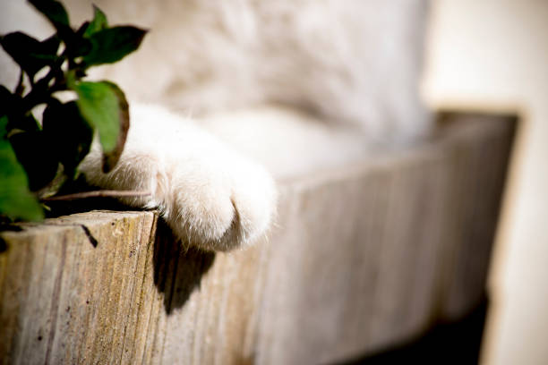istock Adventures in the garden 1369911379