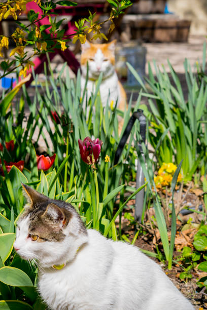 istock Adventures in the garden 1369912358