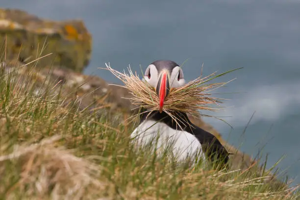 Iceland's coast is a particularly good place to see puffins. In these shots they came especially close.